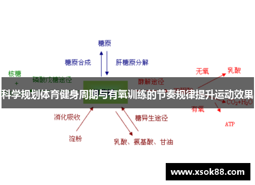 科学规划体育健身周期与有氧训练的节奏规律提升运动效果