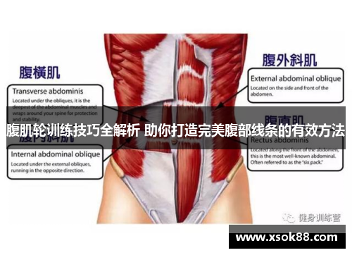 腹肌轮训练技巧全解析 助你打造完美腹部线条的有效方法